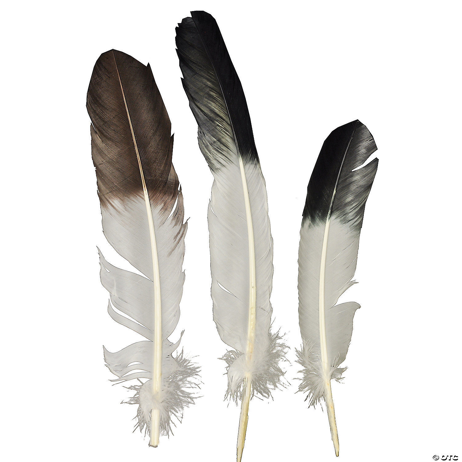EAGLE TIP FEATHER - THANKSGIVING